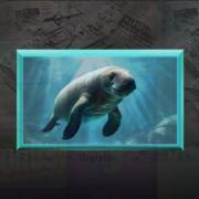 Floridaman: Seal