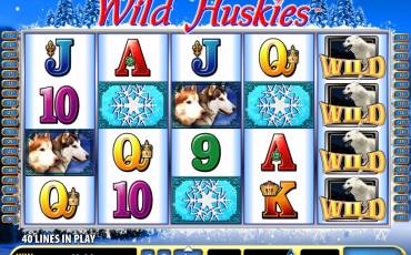 Wild Huskies